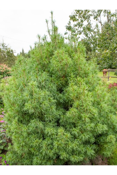 Молодий саджанець сосни Tiny Curls демонструє компактний ріст та яскраво-зелений колір хвилі.